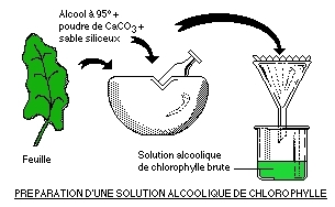 Lumière et chlorophylle